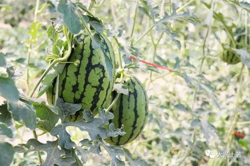 寿光网红大瓜,一场网络舆论的风暴