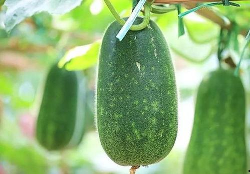 热门大瓜有哪些